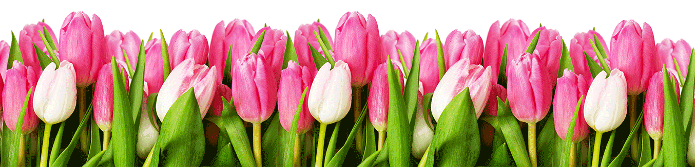 tulips for Heidi's Hope
